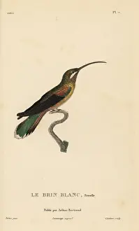 Colibri: Long-tailed hermit, Phaethornis superciliosus. Female