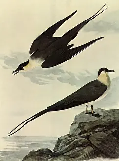 Dives: Long-Tailed Jaeger