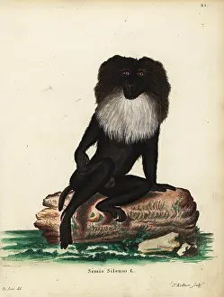 Silenus: Long-tailed macaque, Macaca silenus. Endangered