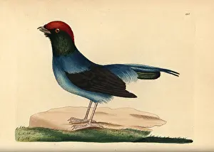 Long Tailed: Long-tailed manakin, Chiroxiphia linearis