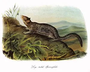 Crawling: Long-Tailed Marmot