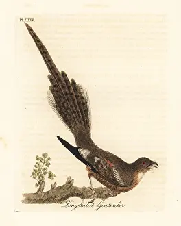 Nightjar: Long-tailed nightjar, Caprimulgus climacurus
