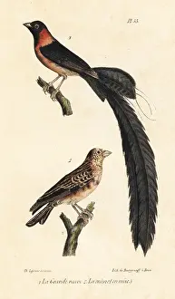 Oeuvres: Long-tailed paradise whydah
