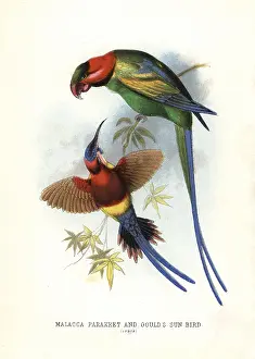 1817 1893: Long-tailed parakeet, Psittacula longicauda