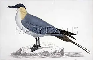 Stercorarius: LONG-TAILED SKUA (MORRIS