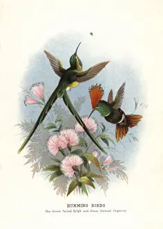 Coquette: Long-tailed sylph, Aglaiocercus kingi, and