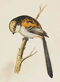 Caudata: LONG-TAILED TIT (MORRIS)