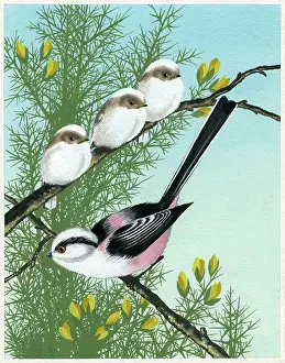 Gorse: Long-tailed Tit with three young