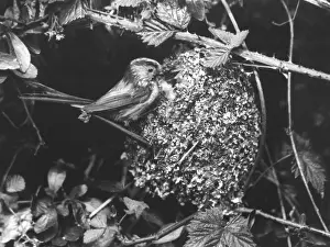 Titmouse: LONG-TAILED TITMOUSE