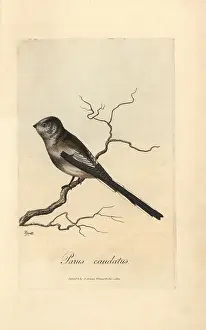 Howitt: Long-tailed titmouse, Parus caudatus, Long-tailed