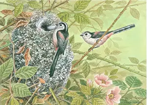 Long Tailed: Long-tailed tits