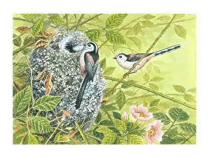 Long Tailed: Long-tailed Tits