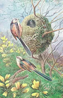 Long Tailed: Long-tailed Tits