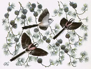 Tits: Long-Tailed Tits