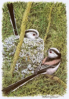 Nests: Long-Tailed Tits