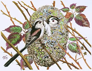 Nests: Long-tailed Tits