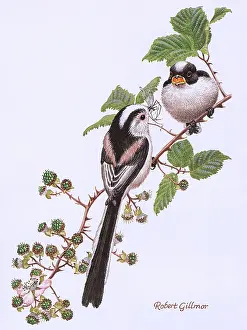 Feeds: Long Tailed Tits