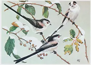 Long-tailed Tits