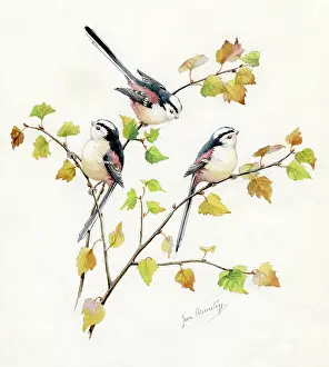Armitage: Long-tailed tits on Birch twigs