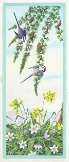 Anemones: Two Long-tailed Tits on fir branches