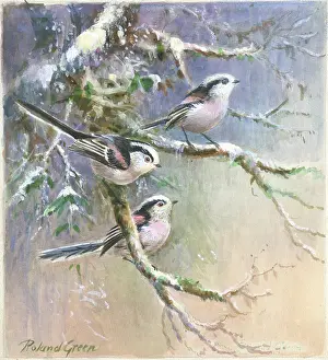 Tits: Long-tailed tits on snow-covered branches