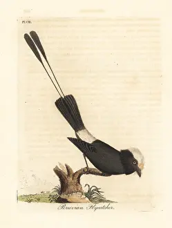 Colonia: Long-tailed tyrant, Colonia colonus