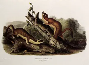 Roam: Long-Tailed Weasels