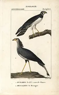 Sagittarius: Long-winged harrier, Circus buffoni, and secretarybird