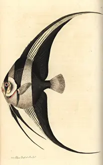 Chaetodon: Longfin batfish, Platax teira