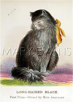 Longhaired: LONGHAIRED BLACK CAT