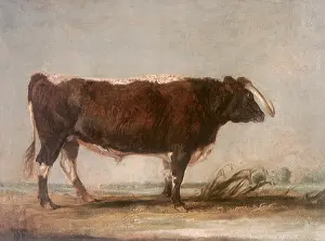 Longhorn: Longhorn