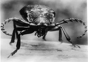 Longhorn: Longhorn beetle