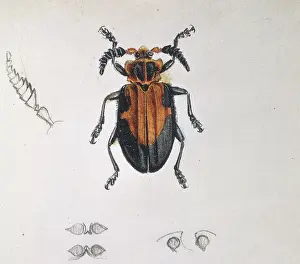 Longhorned: Longhorn beetle