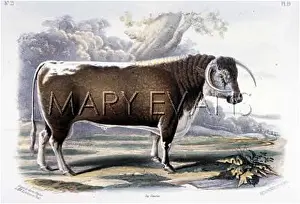 Hanwell: LONGHORN BULL
