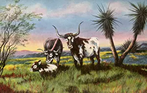 Noses: Longhorn Cattle
