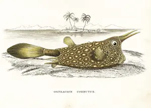 Cornutus: Longhorn cowfish, Lactoria cornuta