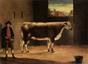 Gazing: Longhorn with Farmer