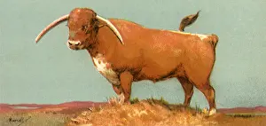 Longhorn: Longhorn Steer