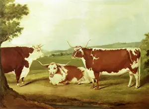 Positioned: Two Longhorns with a Hereford