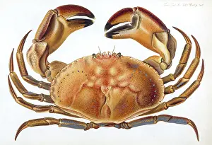 Crabs: LONGIPES CRAB 1835