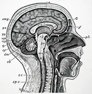Longitudinal: Longitudinal section of human head and neck