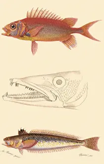 Squirrelfish: Longjaw Squirrelfish and Large Weaver