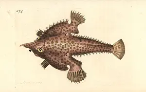 Frogfish: Longnose batfish, Ogcocephalus vespertilio