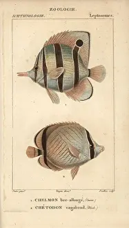 Chaetodon: Longnose butterflyfish, Forcipiger longirostris