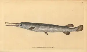 Esox: Longnose gar, Lepisosteus osseus