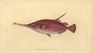 Scolopax: Longspine snipefish, Macroramphosus scolopaX