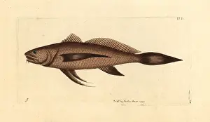 Naturalists: Longtail croaker fish, Lonchurus lanceolatus