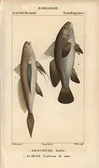Meagre: Longtail croaker, Lonchurus lanceolatus, and