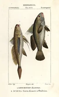 Longtail: Longtail croaker and stone bass