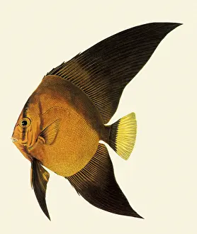 Batfish: Longtin batfish, Platax teira